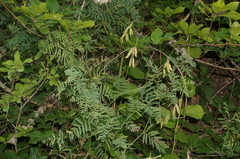 Vicia tenuifolia