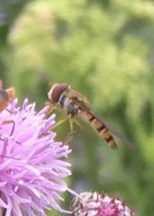 Episyrphus balteatus