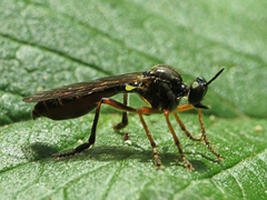 Dioctria rufipes