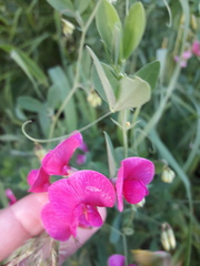 Lathyrus tuberosus