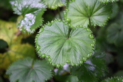 Alchemilla orbiculata