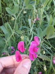 Lathyrus tuberosus