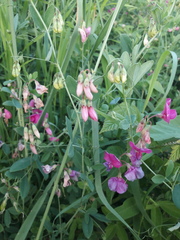 Lathyrus tuberosus