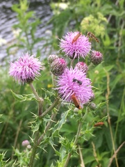 Episyrphus balteatus