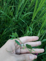 Lathyrus tuberosus