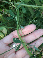 Lathyrus tuberosus