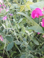 Lathyrus tuberosus