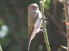 Prodotiscus zambesiae