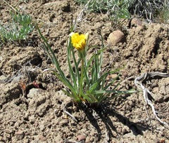 Nothocalais troximoides