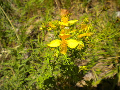 Magnoliopsida