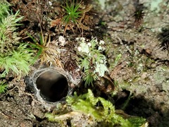 Cyclocosmia truncata