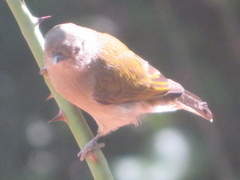 Prodotiscus zambesiae