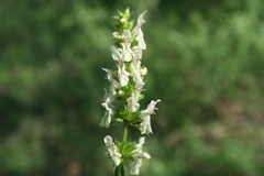 Stachys recta