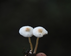 Basidiomycota