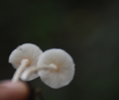 Basidiomycota
