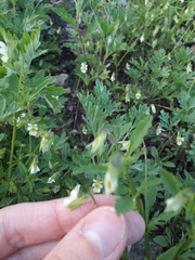 Viola arvensis
