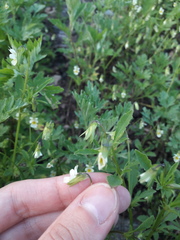 Viola arvensis