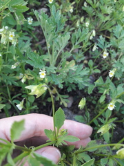 Viola arvensis