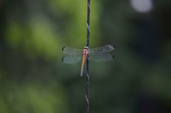 Cannaphila