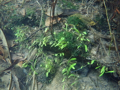 Utricularia uliginosa