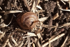 Monachoides incarnatus