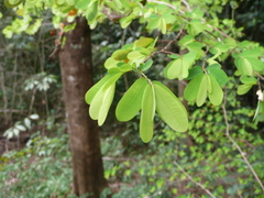 Phyllanthus kerstingii