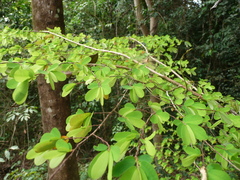 Phyllanthus kerstingii