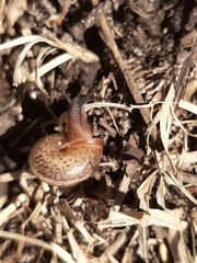 Monachoides incarnatus