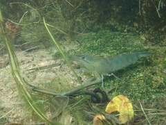 Macrobrachium formosense