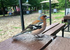 Fringilla coelebs