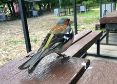 Fringilla coelebs