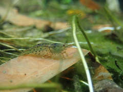 Caridina cantonensis