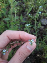 Lappula squarrosa