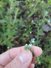 Lappula squarrosa