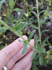 Lappula squarrosa