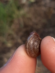 Monachoides incarnatus