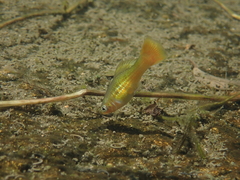 Xiphophorus variatus