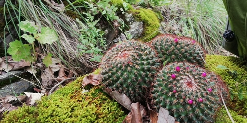 Mammillaria rhodantha
