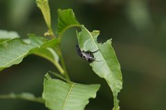 Epicauta cinerea-group