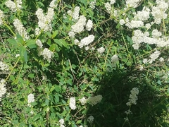 Ceanothus integerrimus