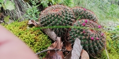 Mammillaria rhodantha fera-rubra