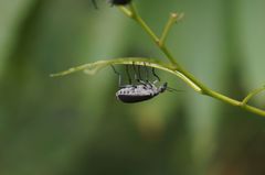 Epicauta cinerea-group