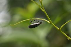 Epicauta cinerea-group