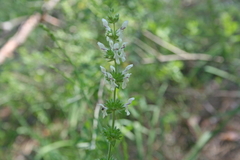 Stachys recta