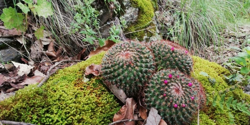 Image of Mammillaria rhodantha by (c) Víctor Galván Noriega, some rights reserved (CC BY)