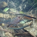 Tahitian Prawn - Photo (c) H.T.Cheng, some rights reserved (CC BY-NC), uploaded by H.T.Cheng