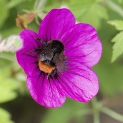 Bombus lapidarius