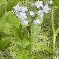 Platycheirus albimanus