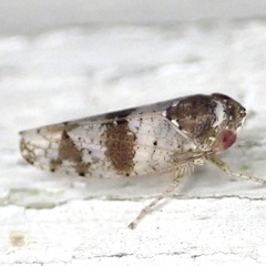 Pendarus auroalbus