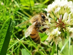 Apis mellifera